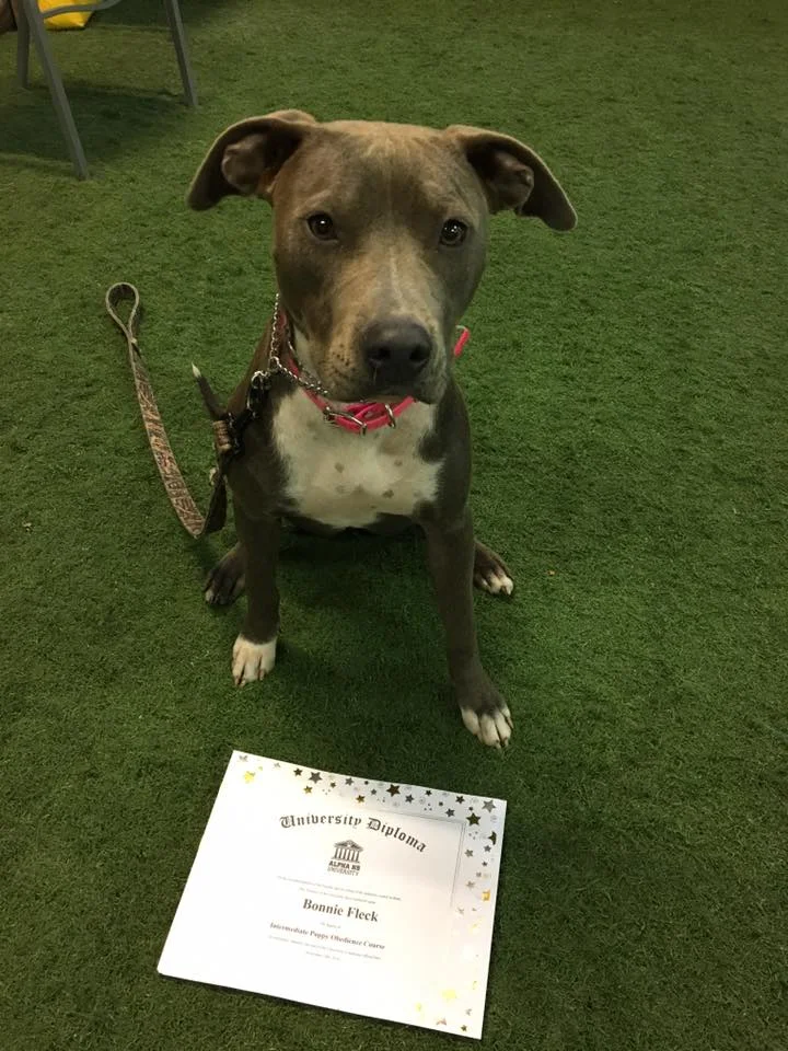Bonnie graduated obedience 111916.jpg