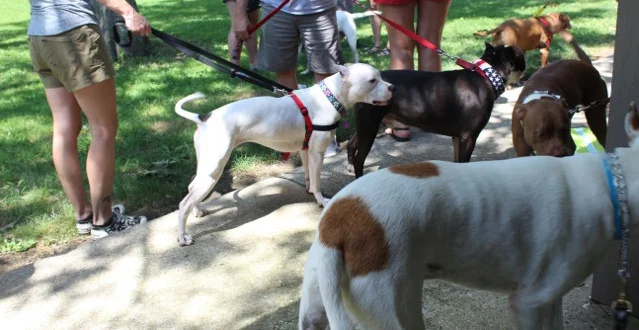 Good dogs