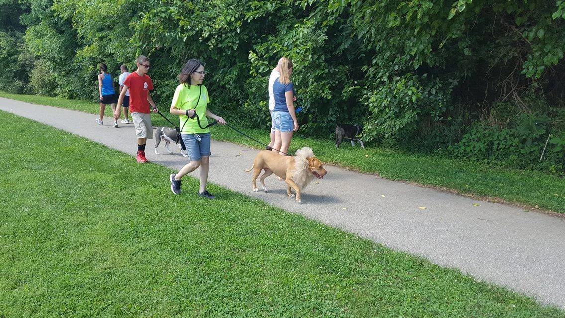 Pack walk