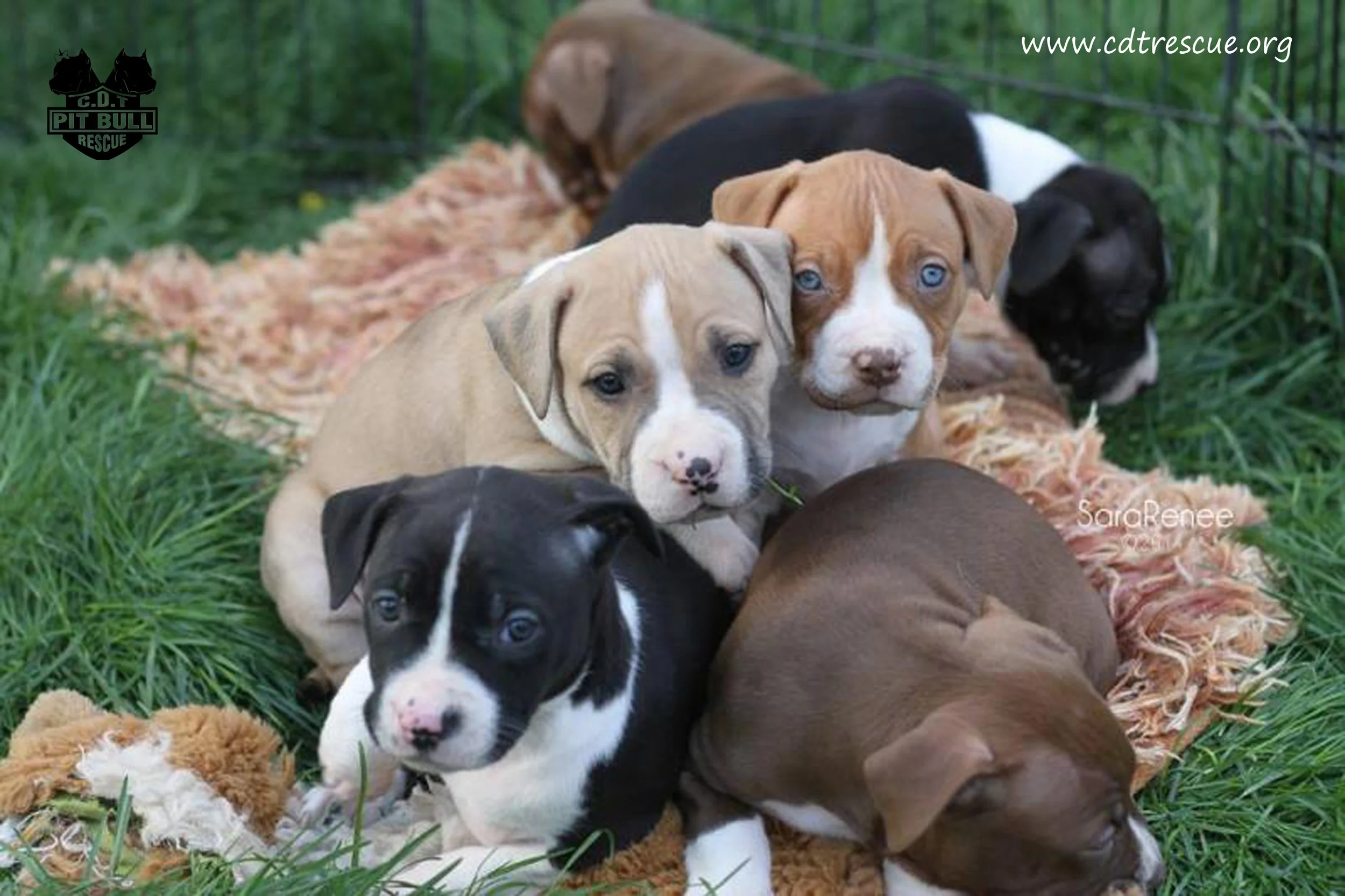 Bean pups class of 2014