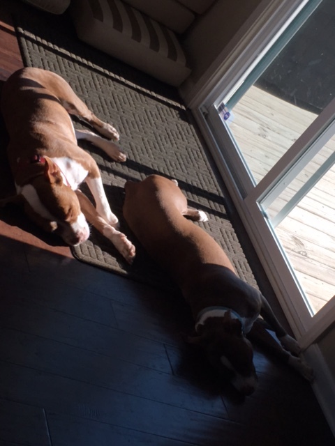 Sunbathing buddies