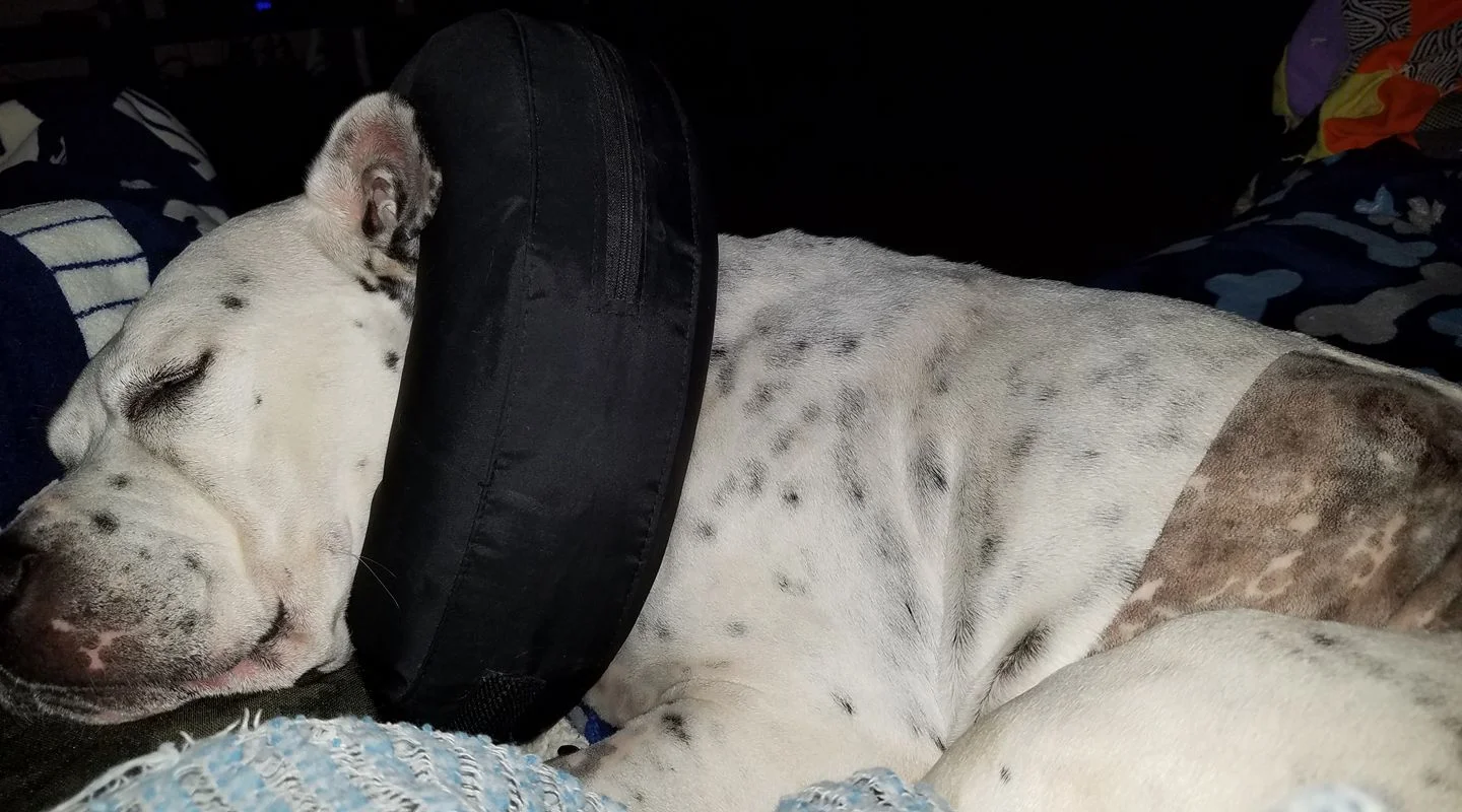 Emma post second surgery.jpg