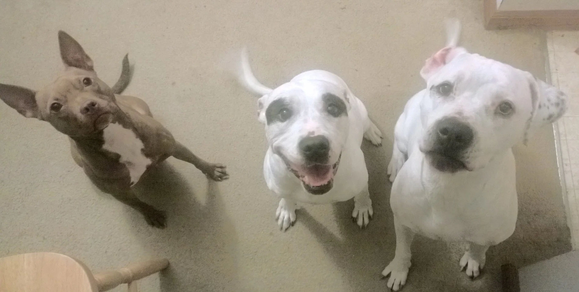 The original Ping Pack (L-R: Zuzu, Roxy (RIP), & Icecream)