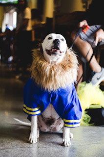 Even the pups love Halloween!