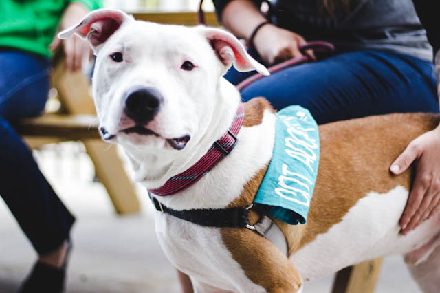 Ace at our Brews & Boos event!