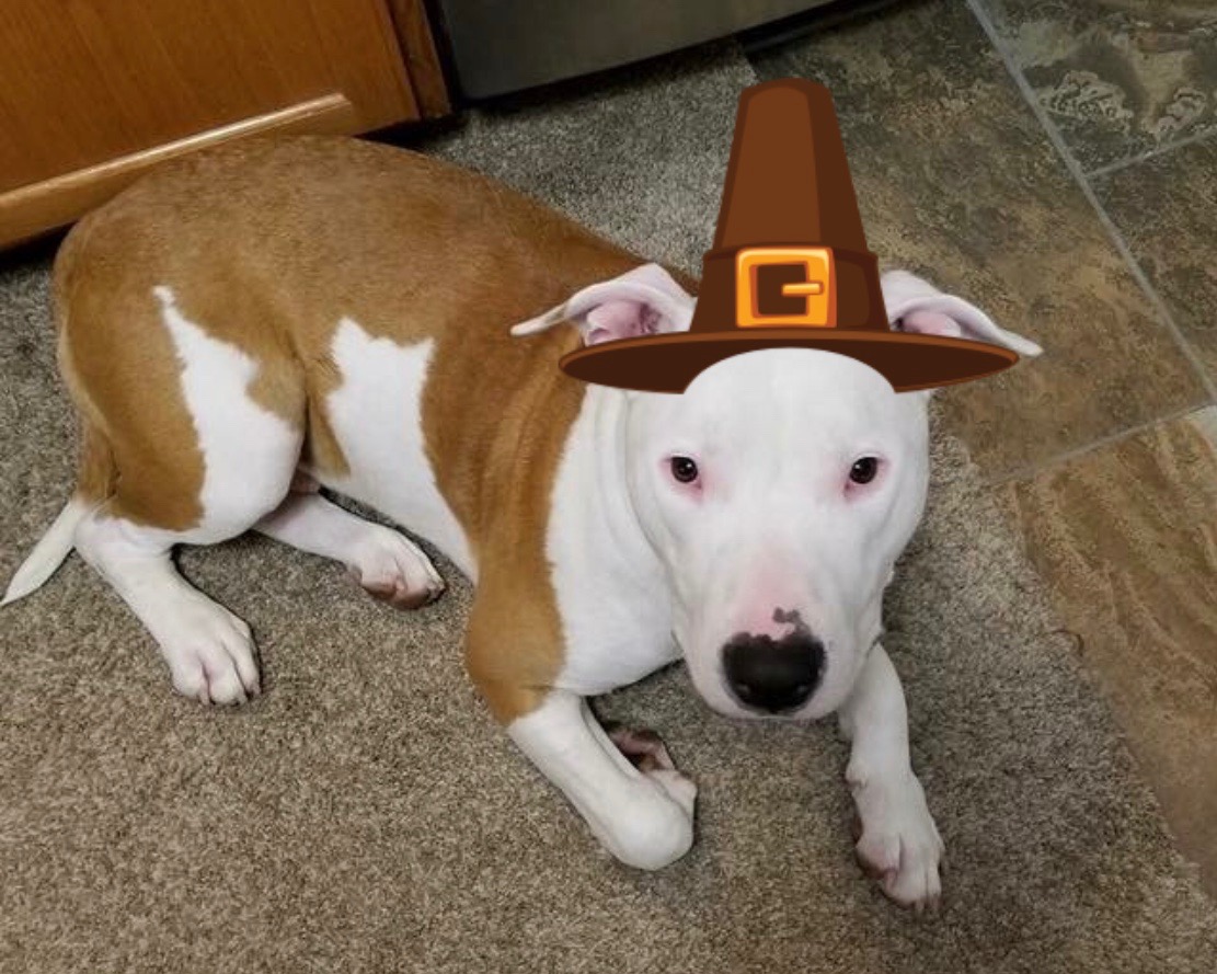 Happy Thanksgiving!