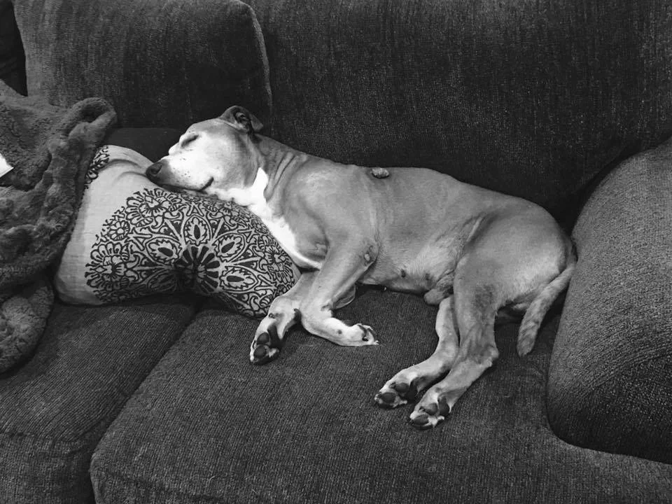 boomer sleeping.jpg