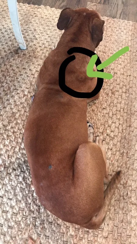 Mass cell, cancerous, tumor, will be removed