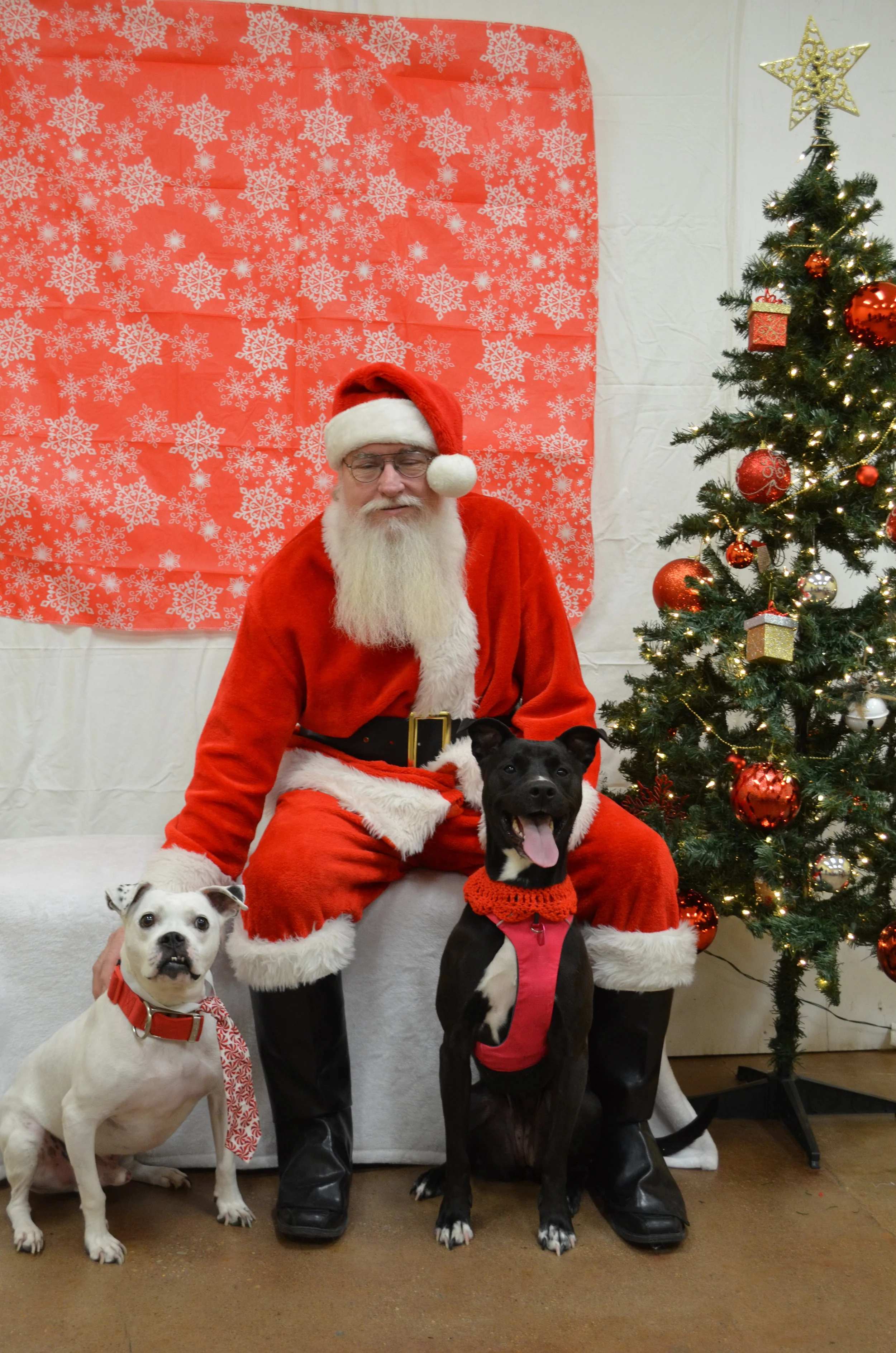 Toby & adoptabull Elsa