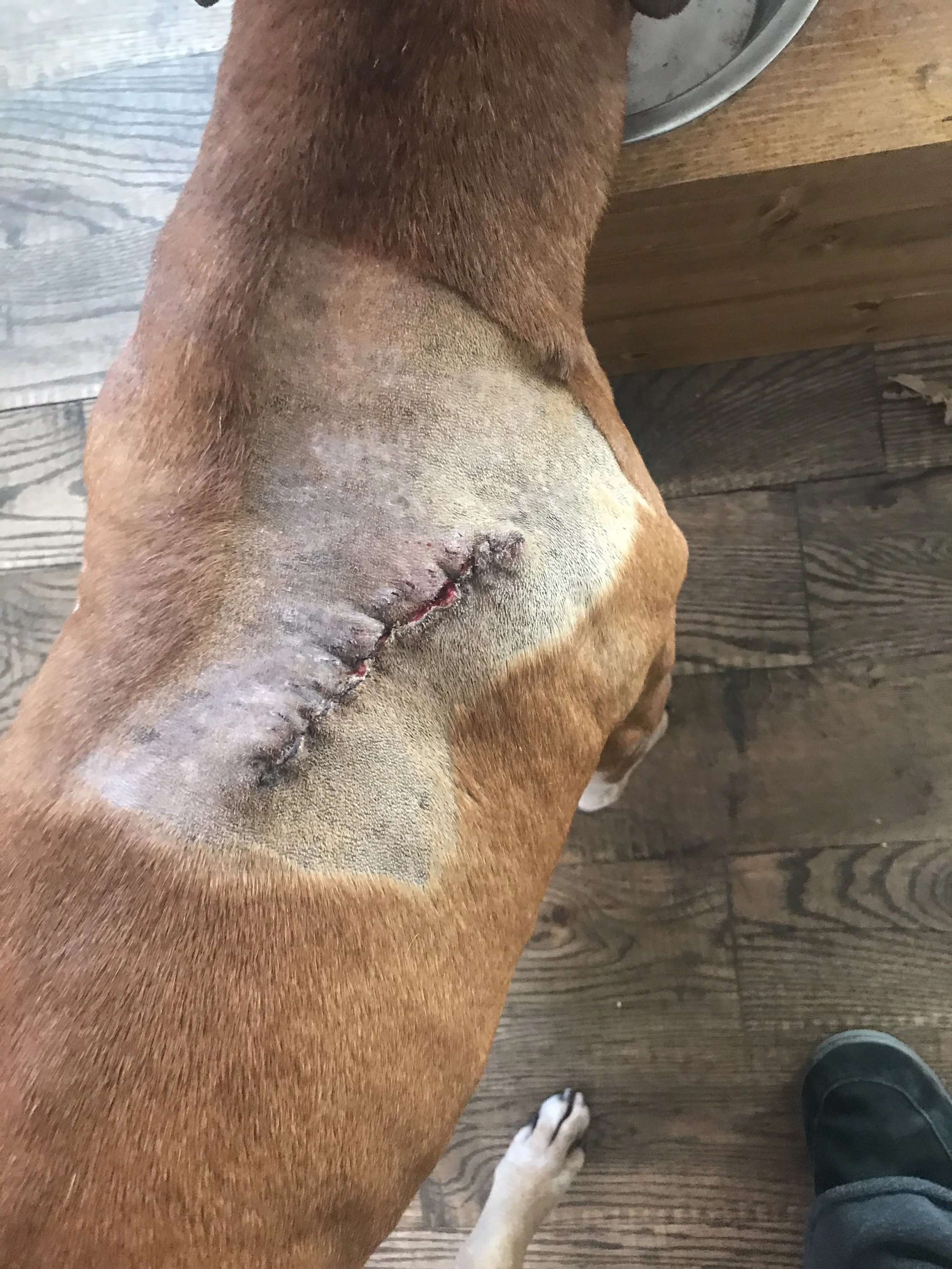Sutures out