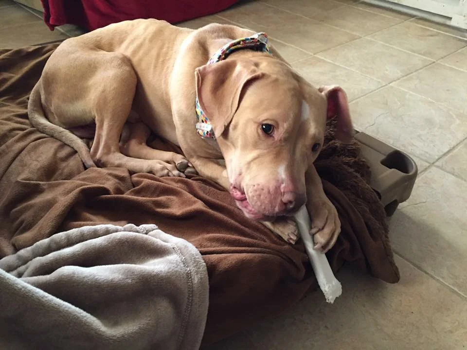Enjoying a good, de-stressing, chew.