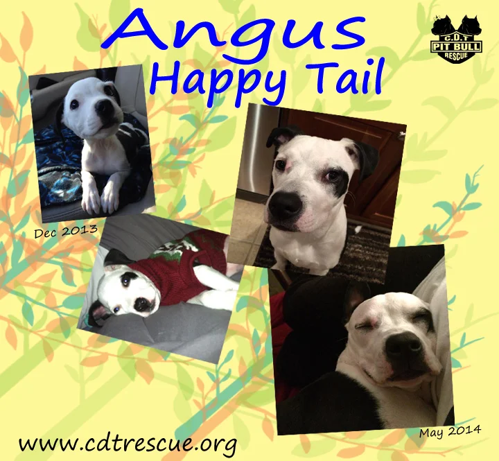Angus update 050614.jpg