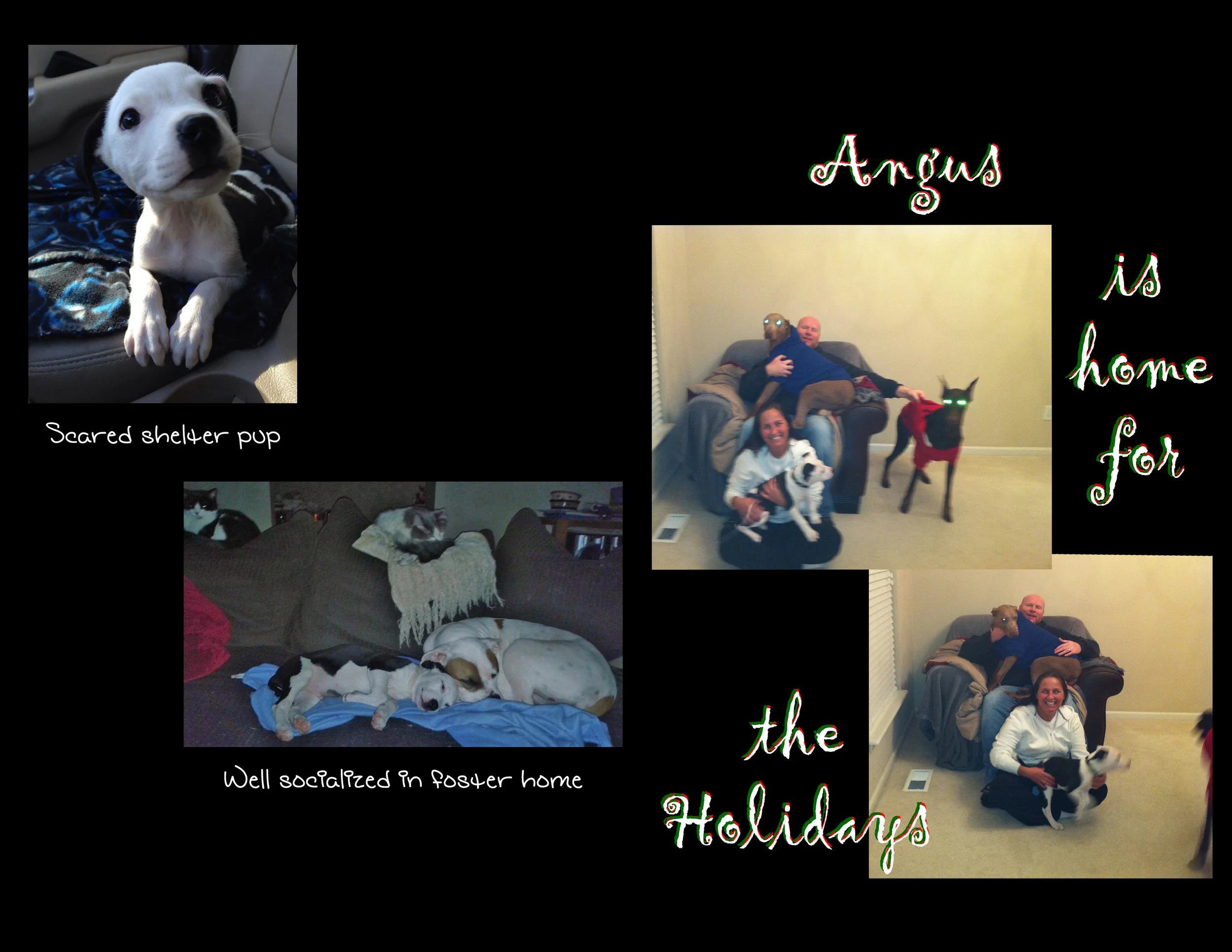 Angus in stages.jpg