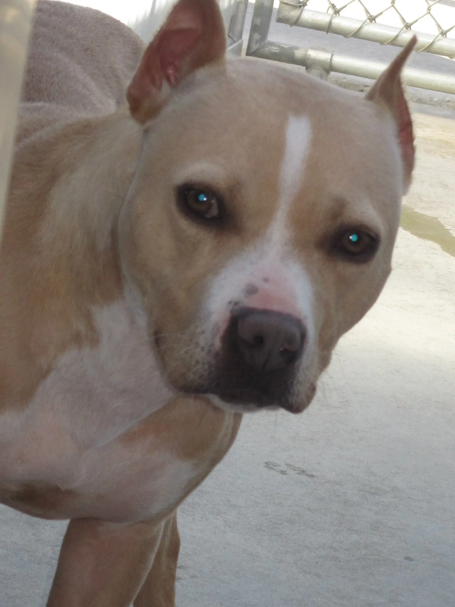 Nala at the Animal Den.jpg