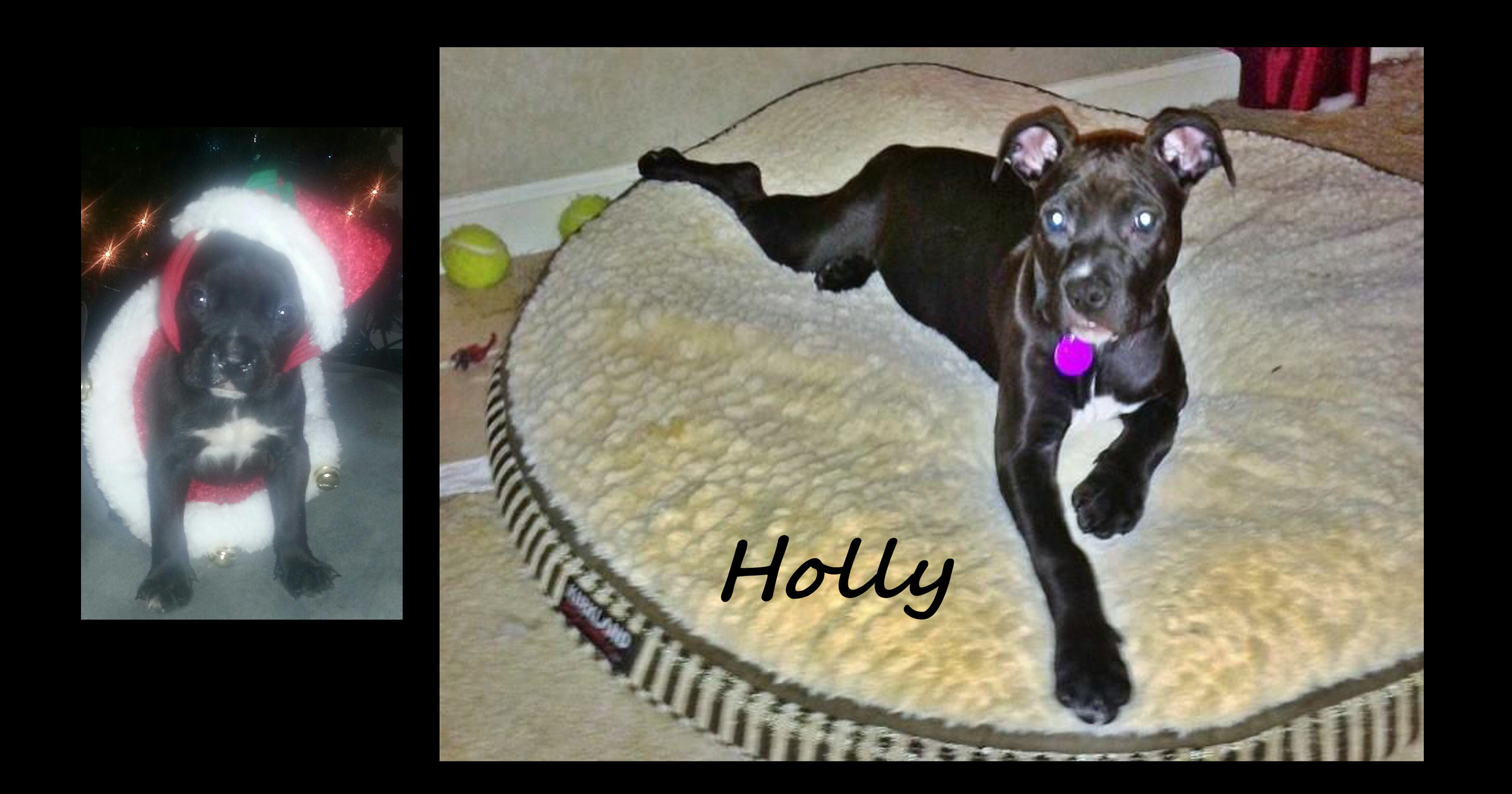 Holly then and now.jpg