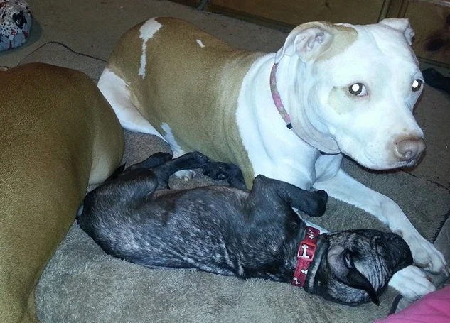 Rex and his foster family 2b.jpg