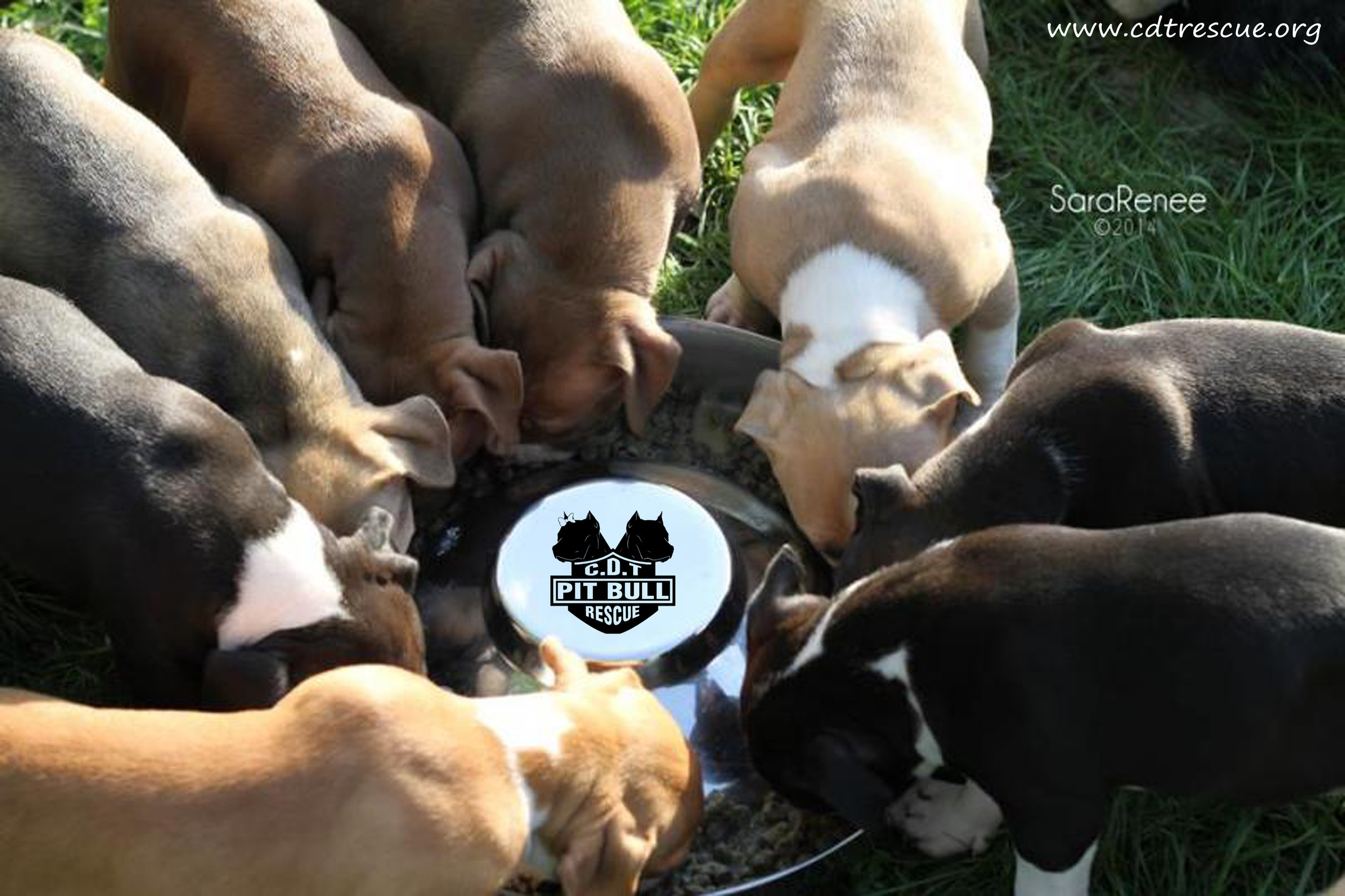 A 05 Puppies eating at big bowl.jpg