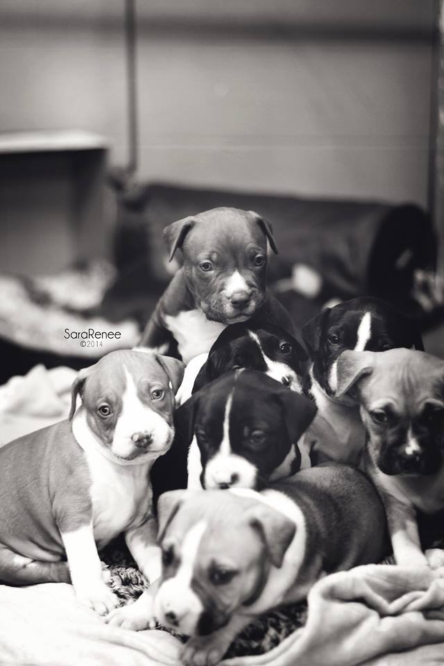 puppy pile black and white.jpg