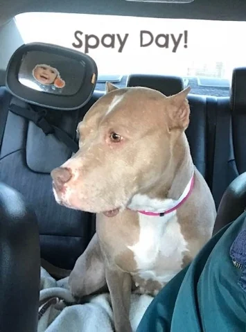 In the car on the way for my spay!