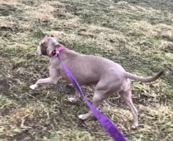 Leash walking with blues.jpg