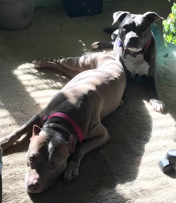 Asti and Lucy relaxing in the sun...First time being allowed to share the sun with the resident dogs...a big step for this new girl..