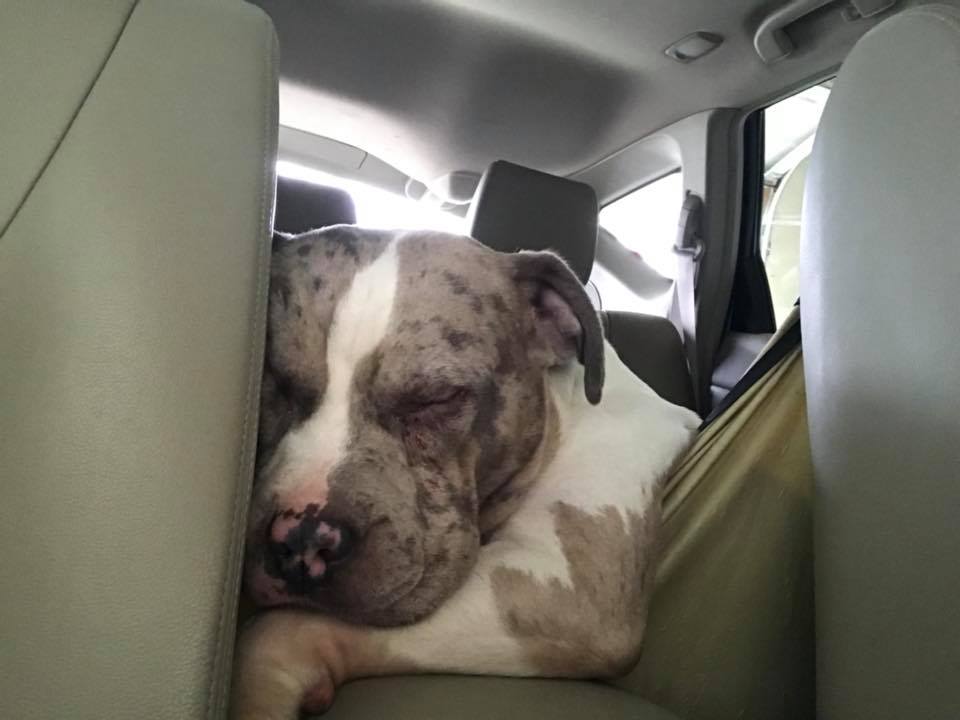 Lots of sleeps in the car.