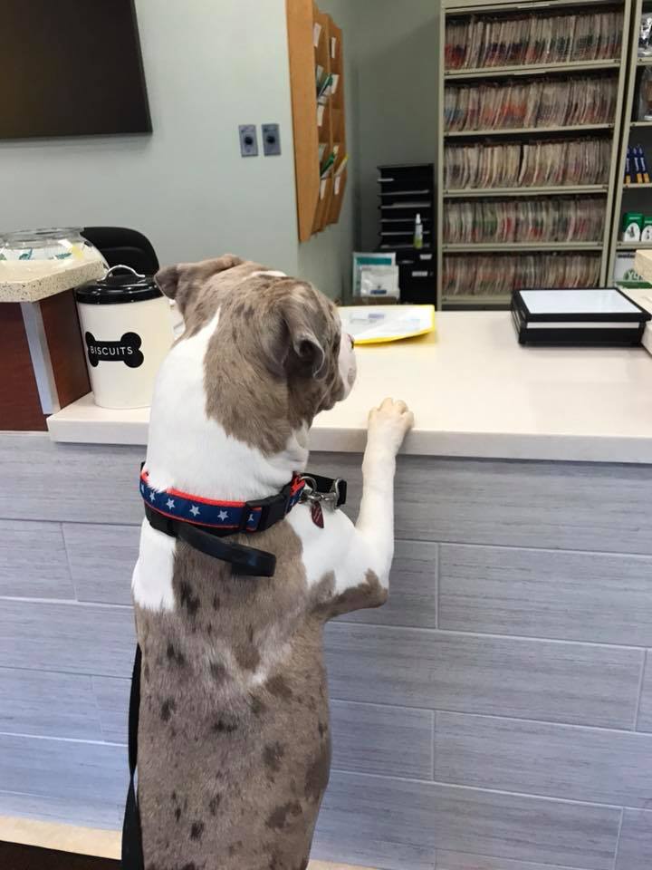 Hello, vet, I need to check in plz.