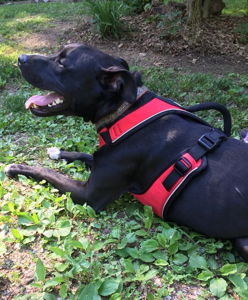 052518 new harness.jpg