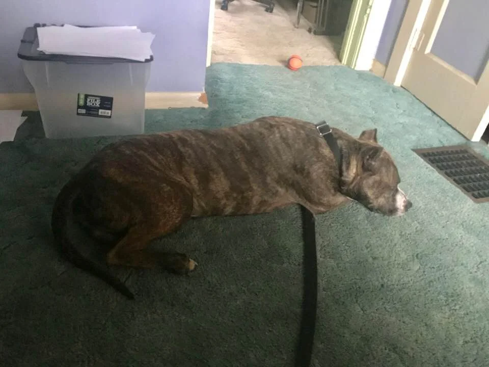 Reuben...I keep him on a leash with me the first times in the house. No accidents that way. He is tickled pink to get to come in ...