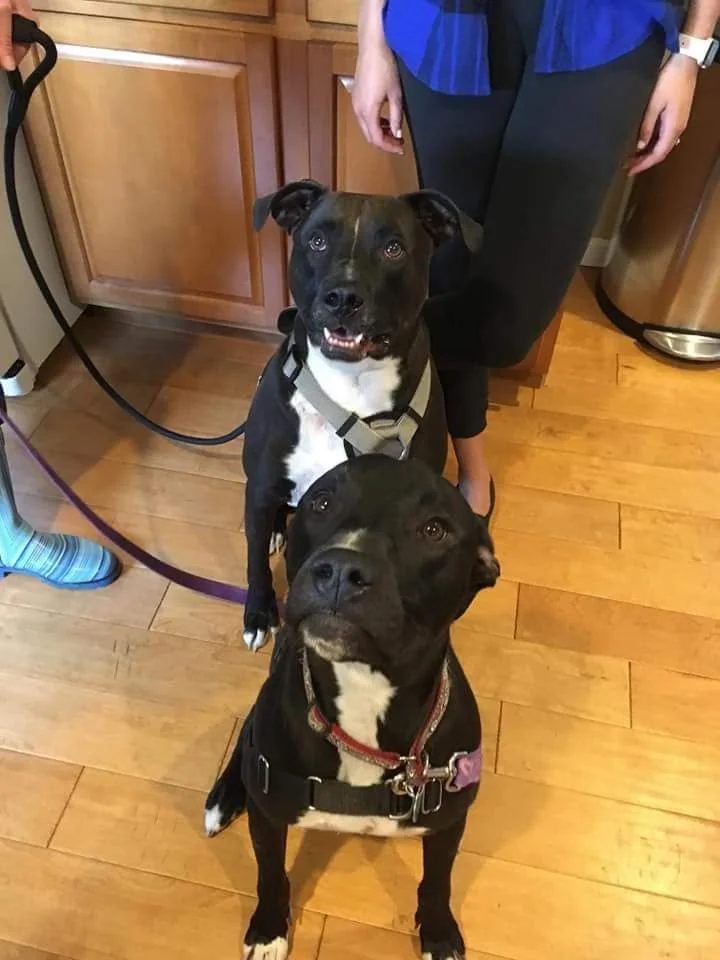 Morty in front and Max in forever home.jpg