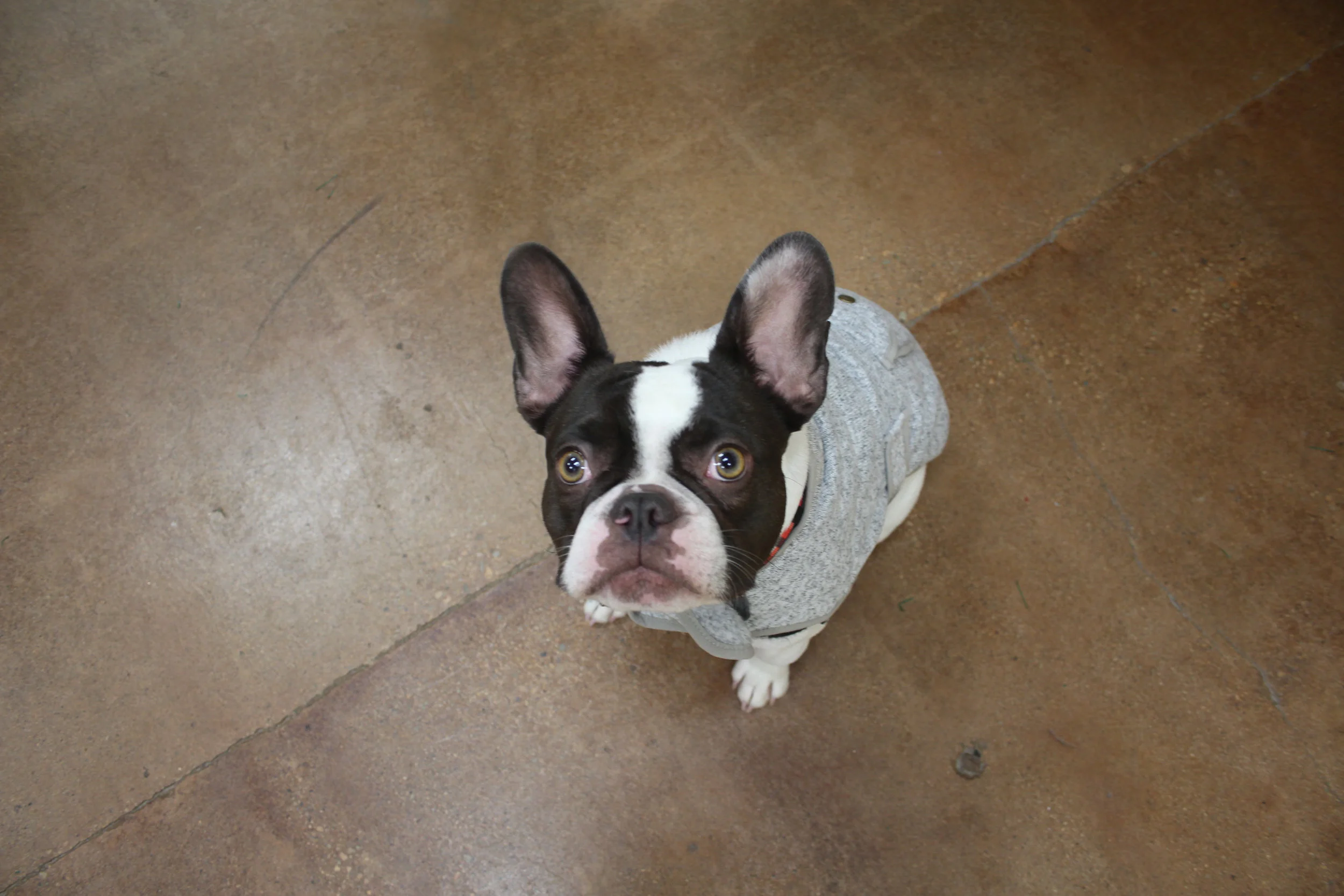 Angus 3