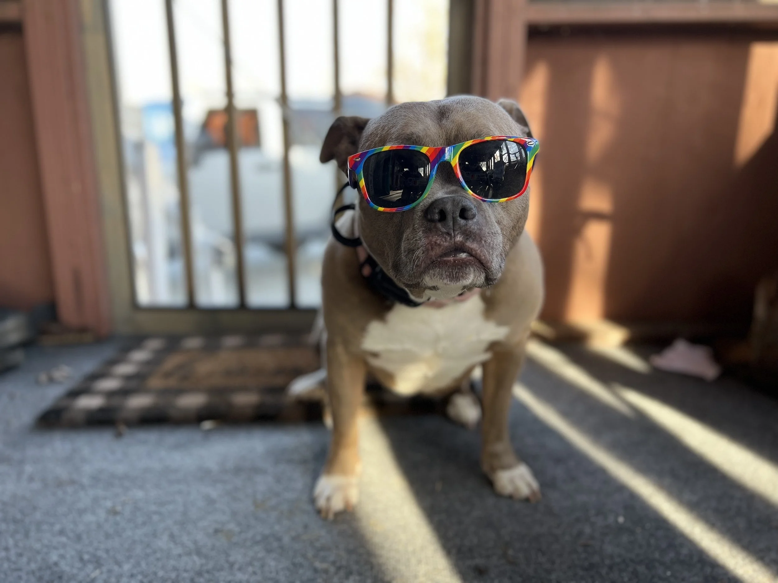 Henrietta Hippo sun glasses