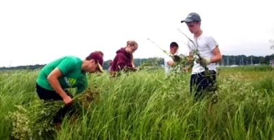 pulling-perennial-pepperweed.jpg