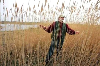 newbury, phragmites 2-1492069.r.jpg