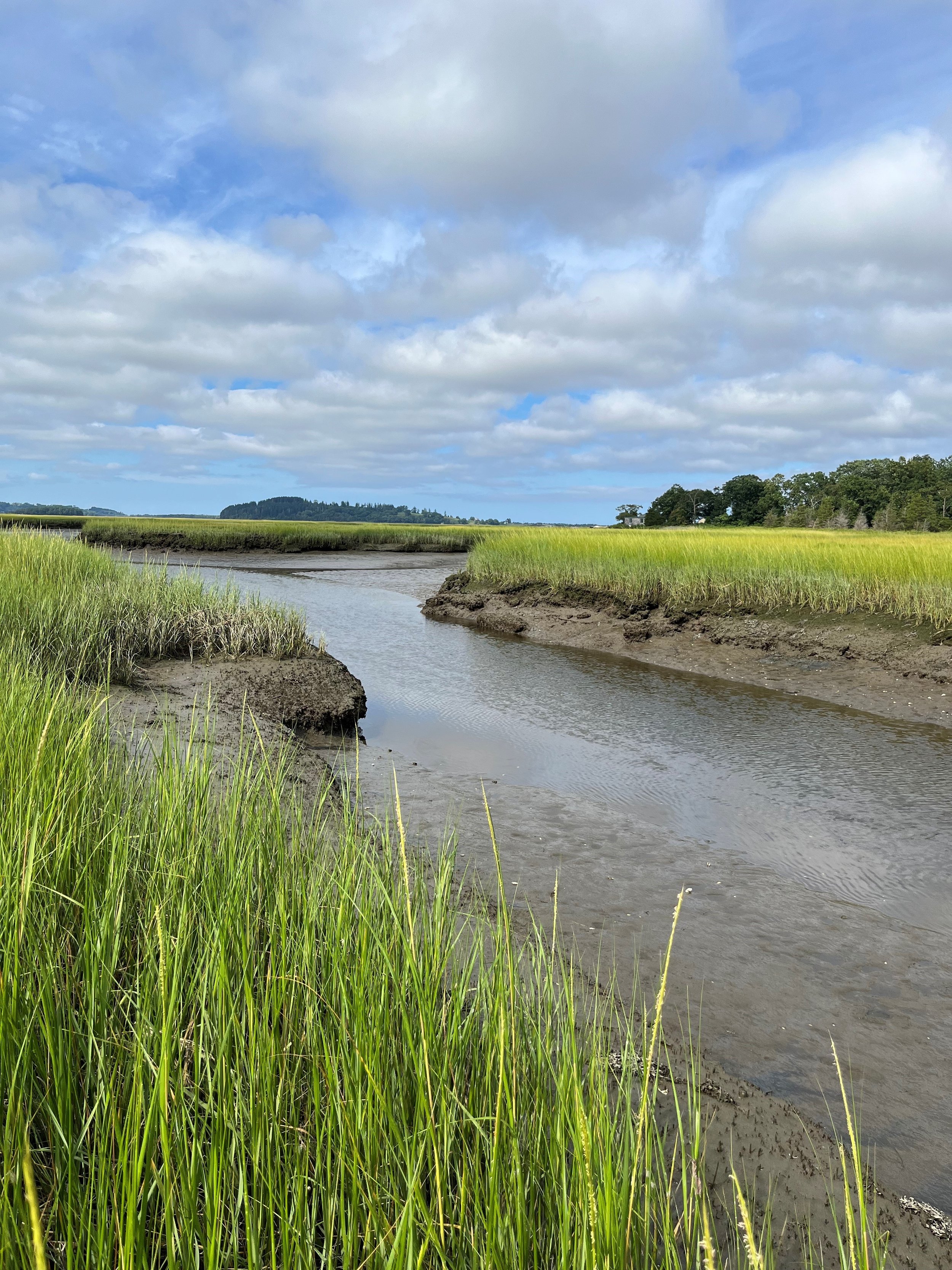 High Qual Marsh.jpg