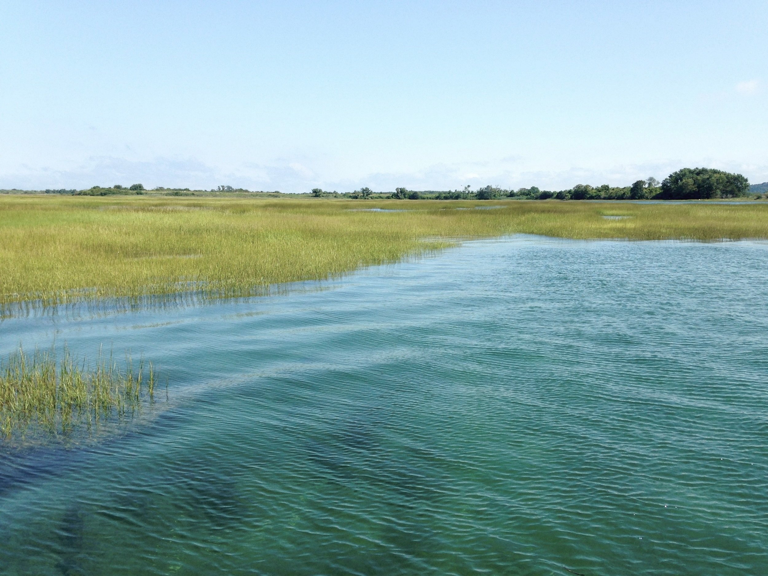 flooded+marsh.jpg