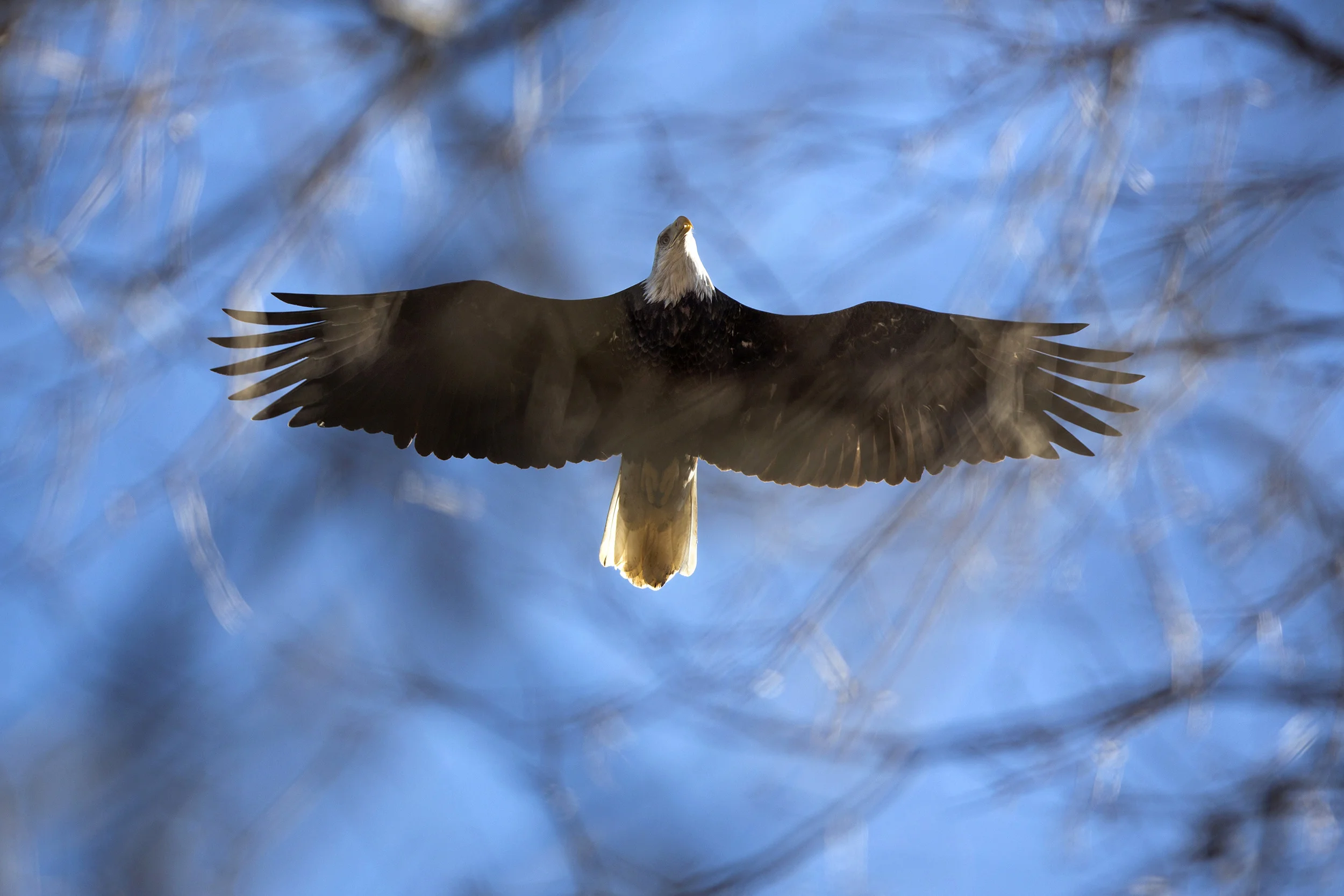   15 Jan. 2015, Jasper, IN --&nbsp; A bald eagle flies above the trees on Thursday morning near the driveway leading to the Jasper Water Department treatment plant off of State Road 164. From 1985 to 1989, 73 eagles from Wisconsin and Alaska were int