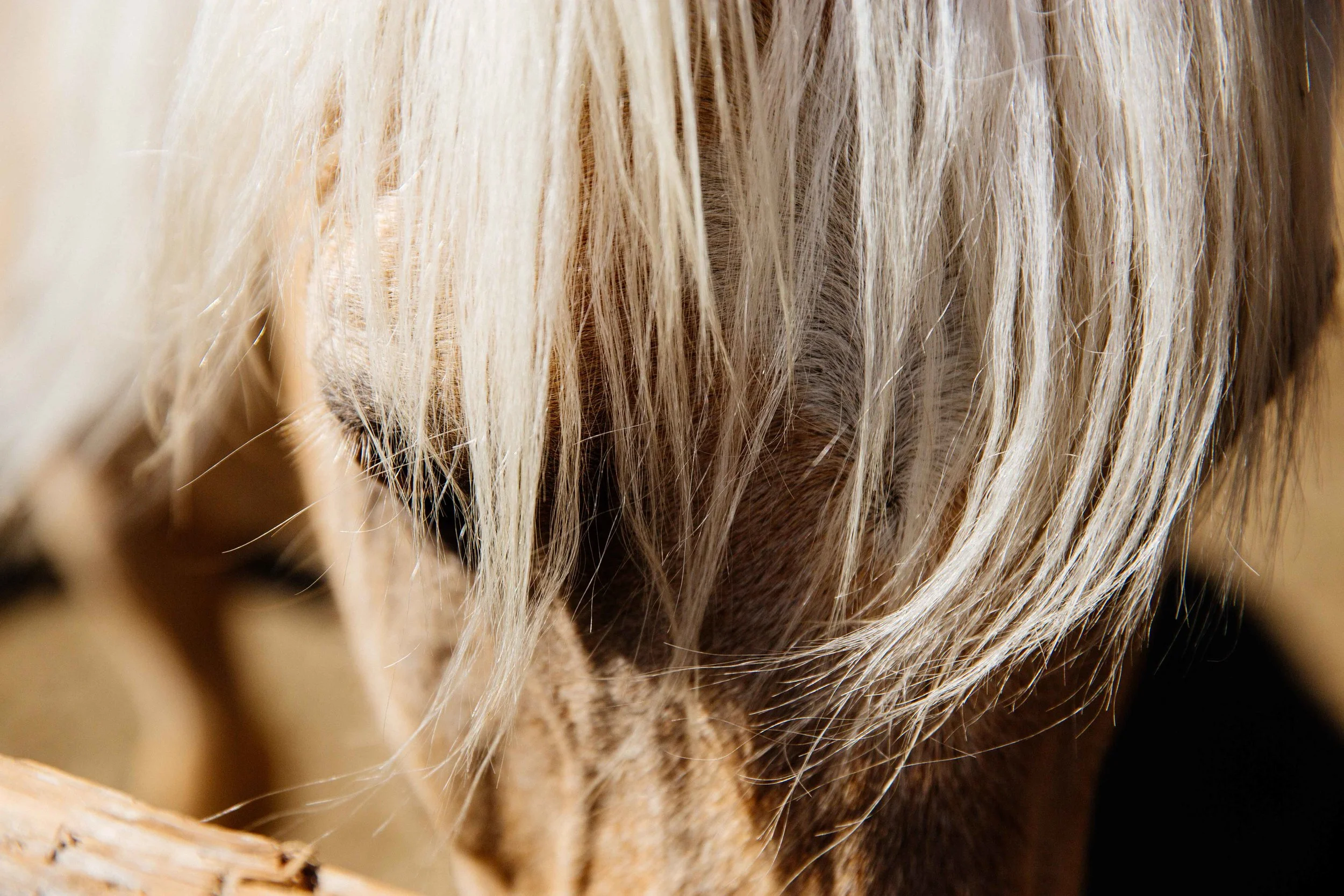 Three Rivers Horse Training