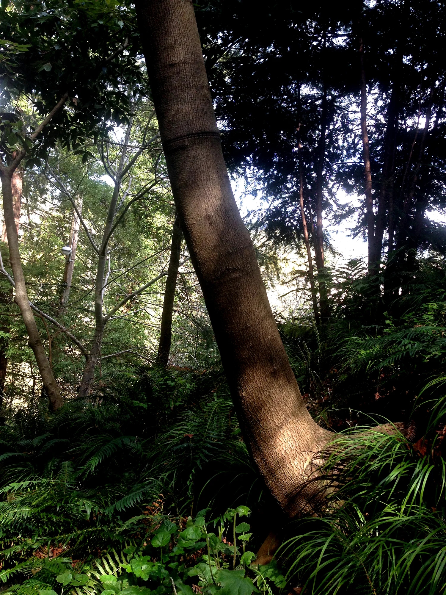 woodland planting.jpg