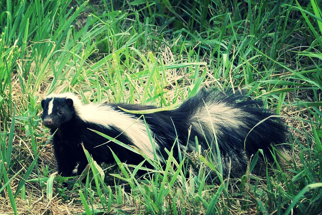 Пятнистый скунс. Полосатый скунс. Басеги скунс. Мадагаскарский скунс. Мясо скунса.