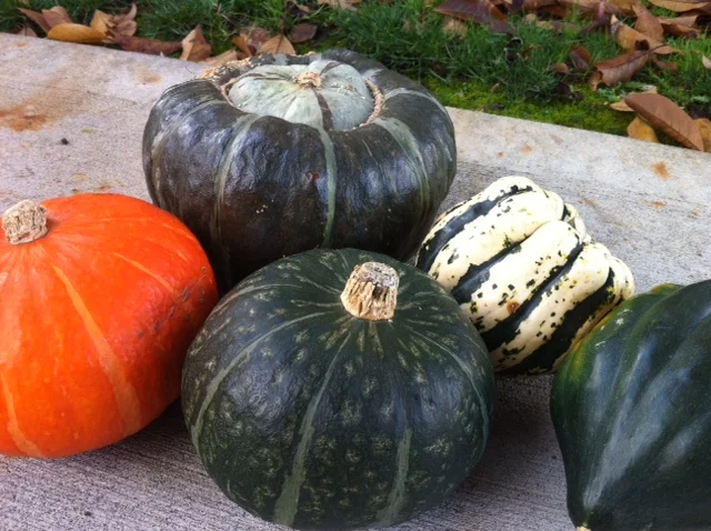 Winter Squash Nov 13.jpg