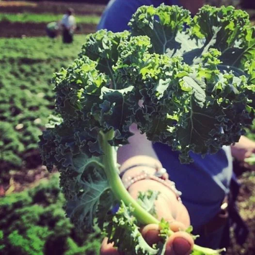 Freshly picked organic kale. Yes, that's me in the field!