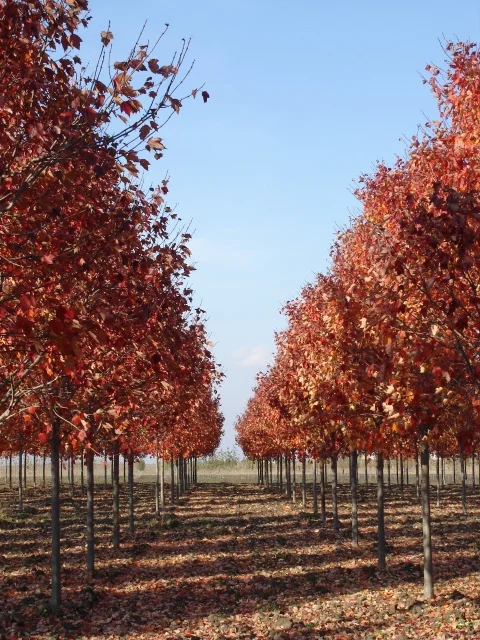 KTF 4-5in Red Sunset Red Maple4.jpg