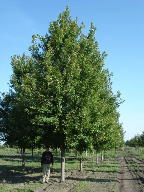 KTF 8in Autumn Blaze Maple00211.jpg