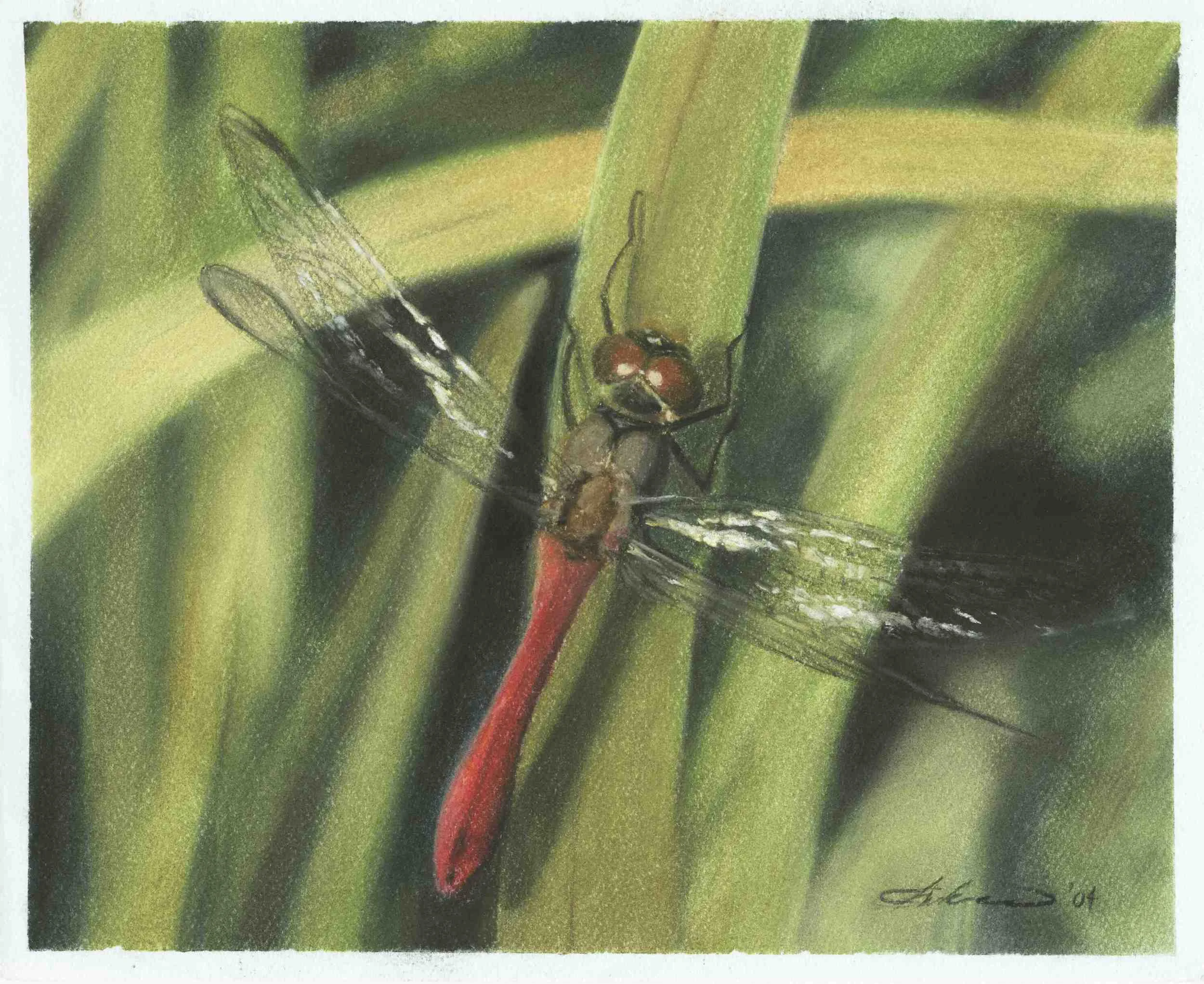 Dragonfly_ca.jpg