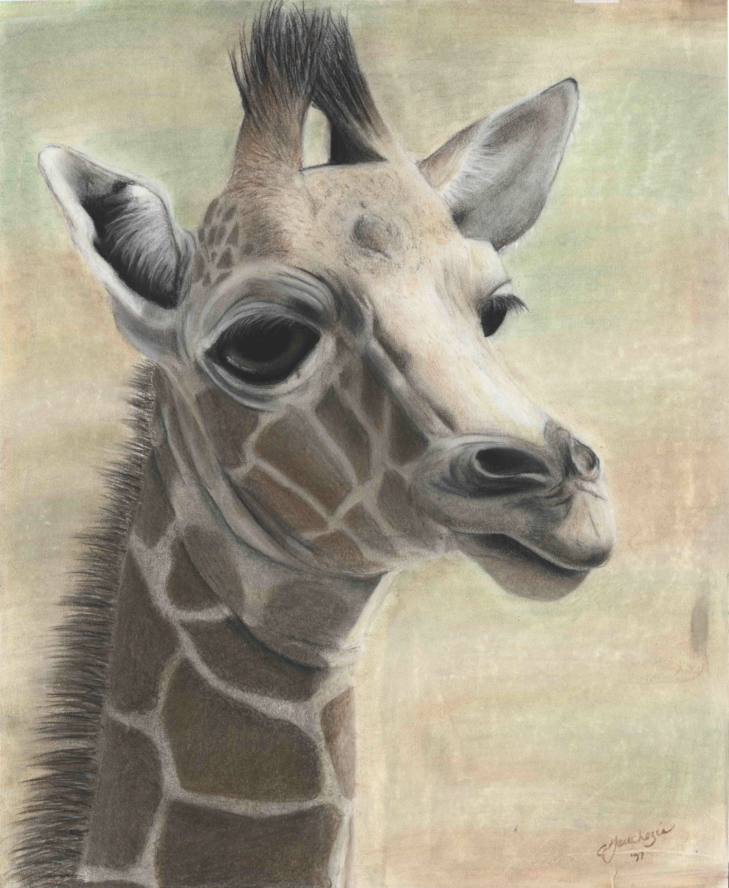Giraffe_ca.jpg