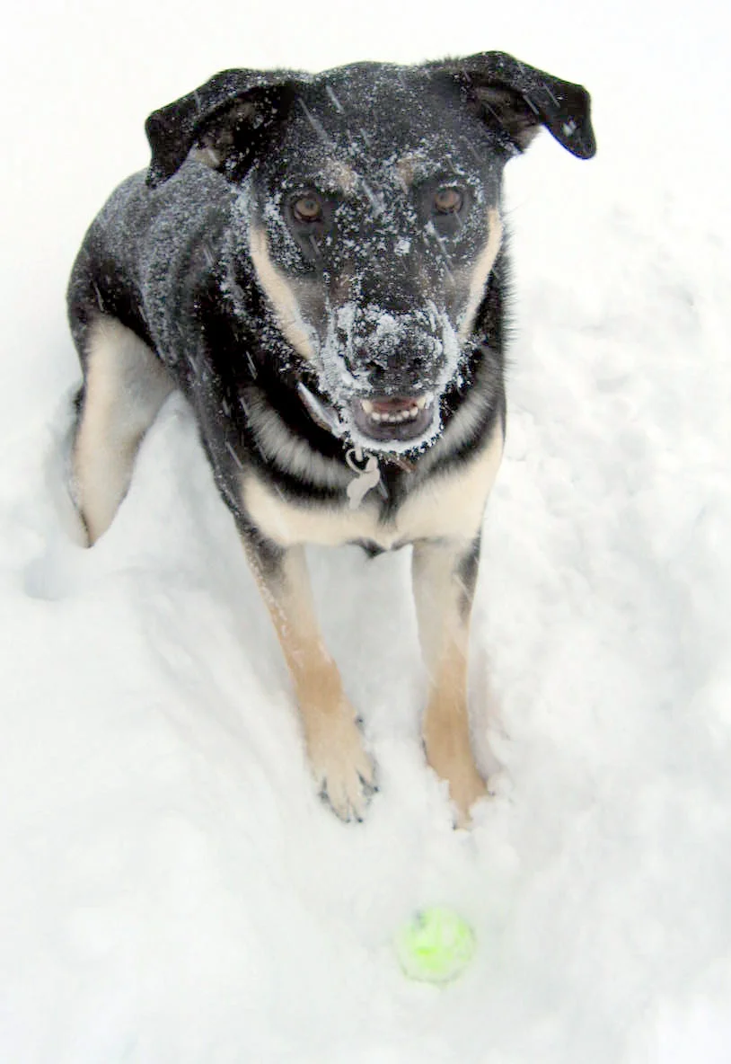 Milo in the Snow1.jpg