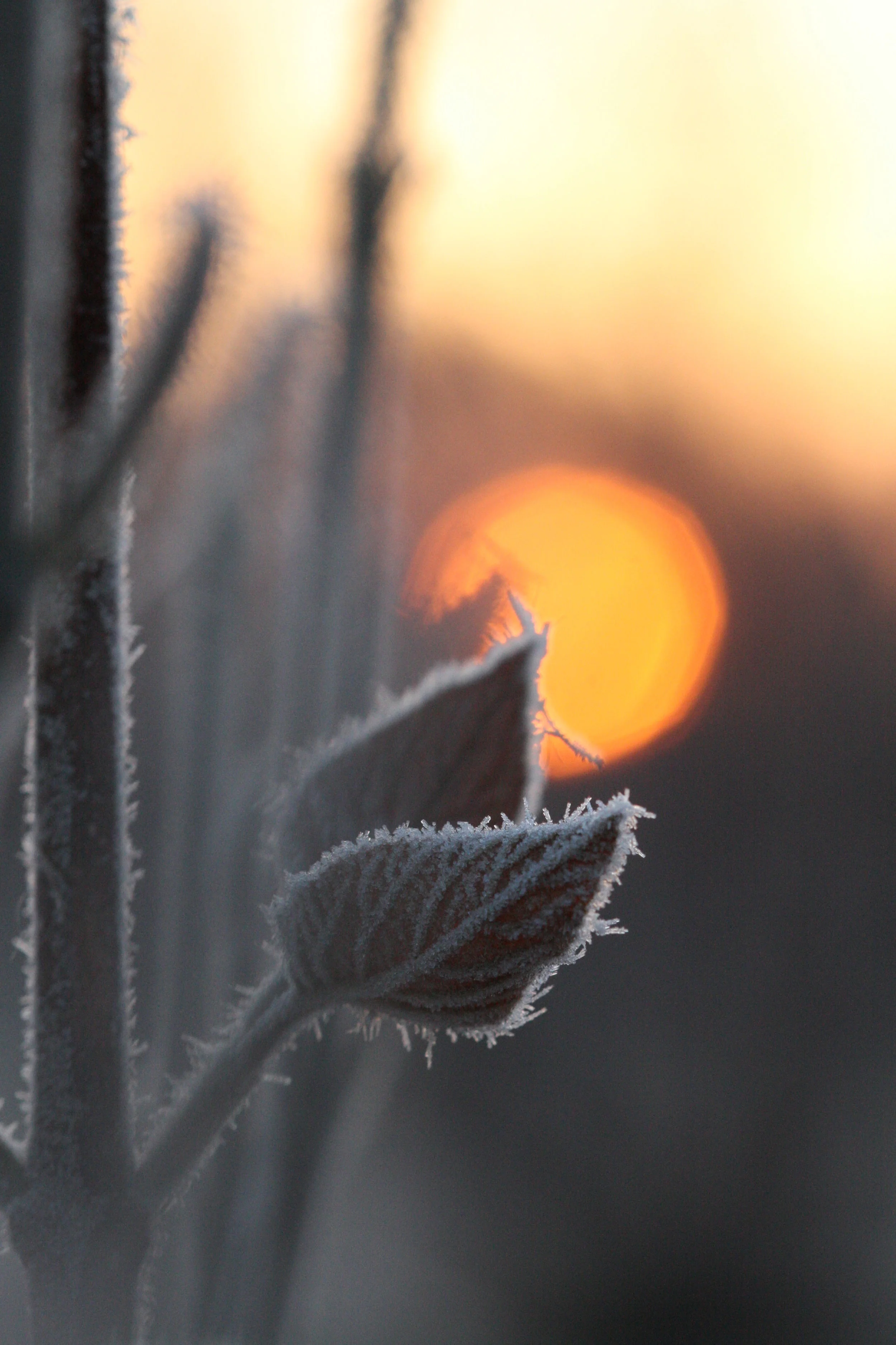 Frosted Leaf.jpg