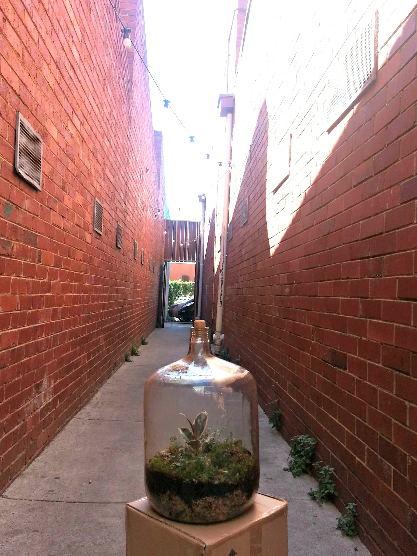 melbourne terrariums
