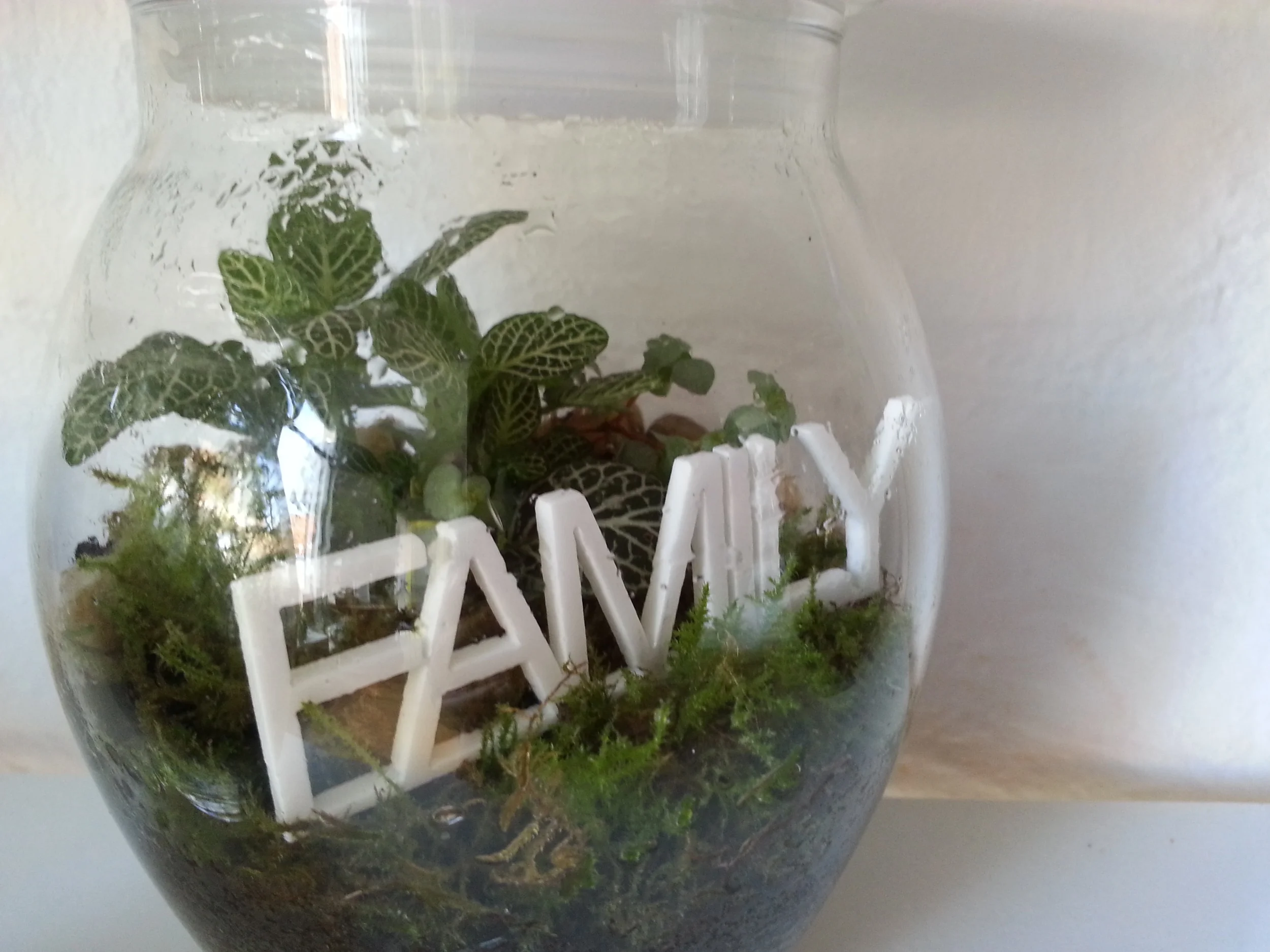 terrarium little lands